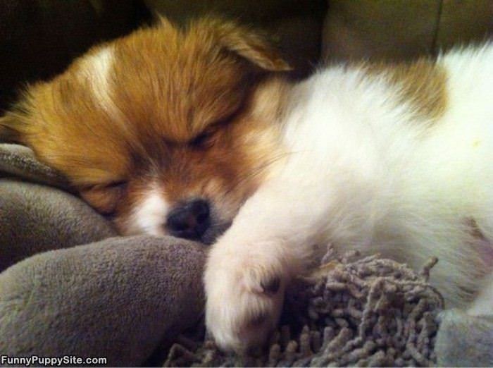 Cute Sleepy Puppy