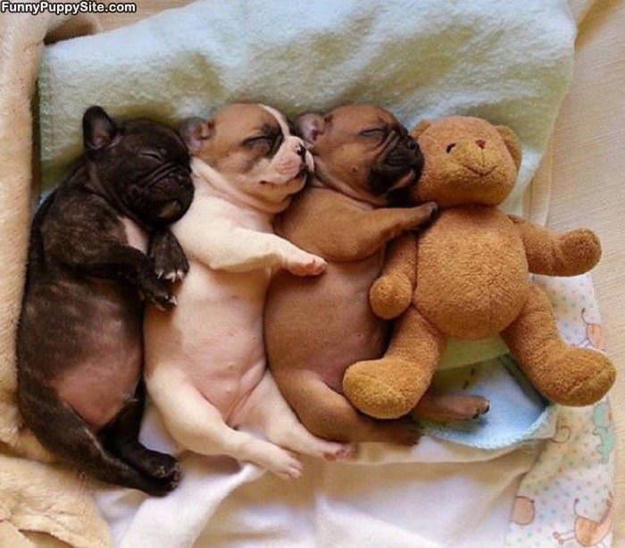 Cutest Cuddle