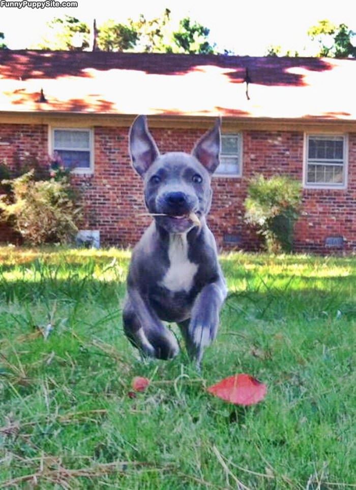 Cutest Fetch Ever