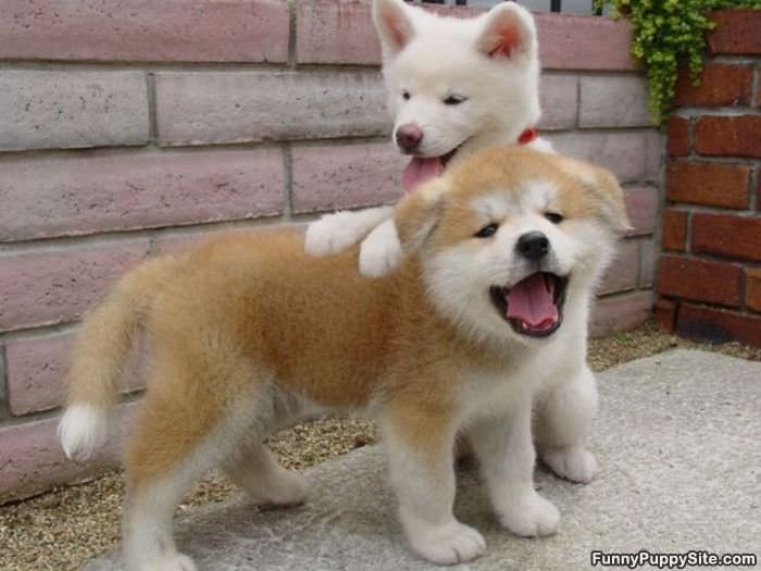 cute tiny fluffy puppies