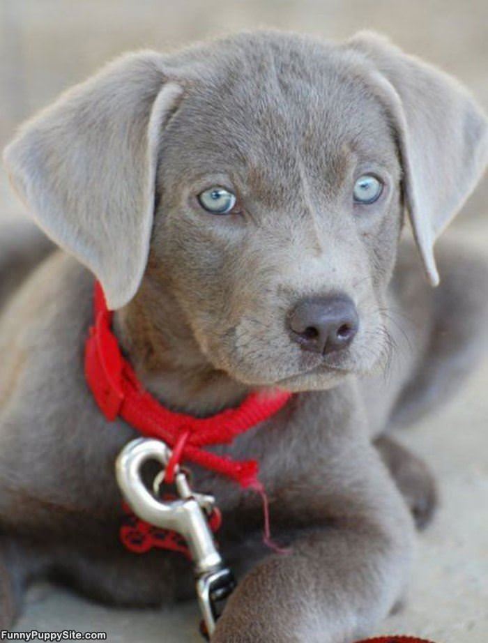 Cutest Little Puppy Ever