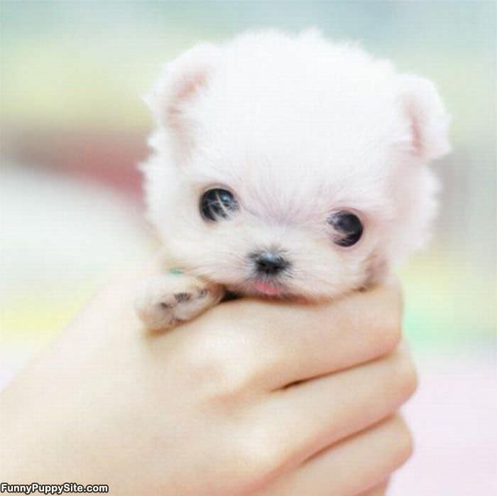 Cutest Puppy Ever