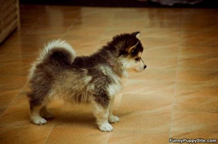 Cutest Puppy Ever