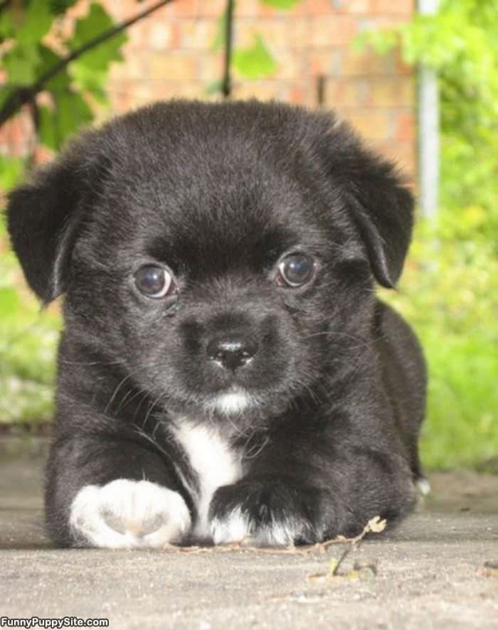 Cutest Puppy Eyes