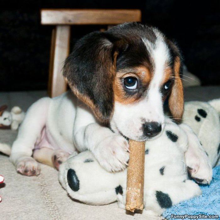 Cutest Puppy Eyes