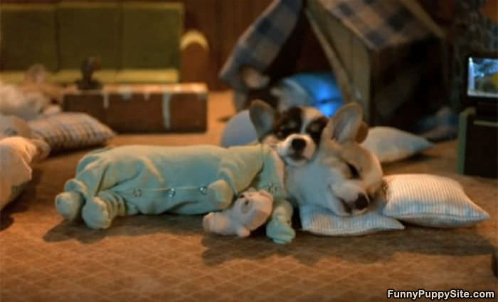 Cutest Sleeping Puppies Ever