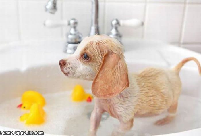 Do I Look Funny After A Bath
