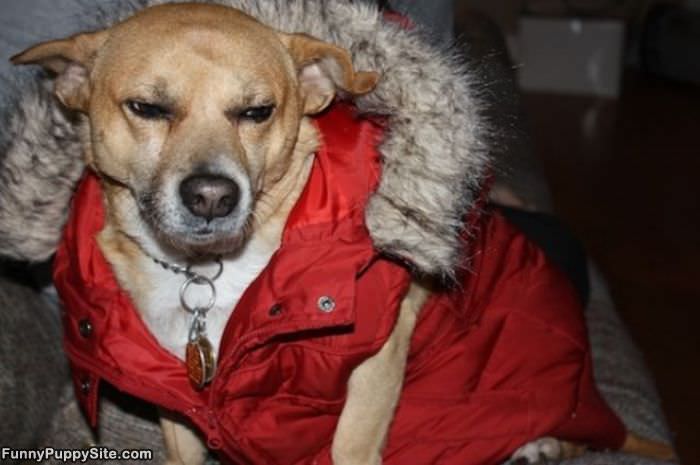 Dog Coat