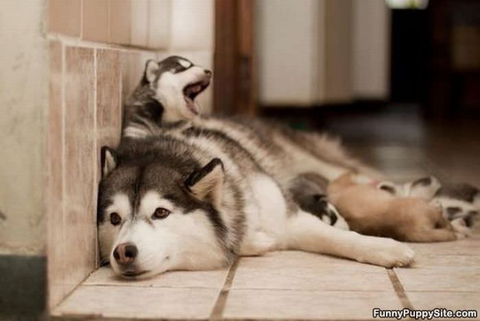 Dog Family