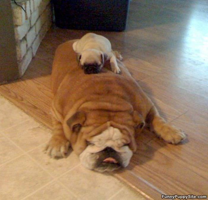 Dog Ride