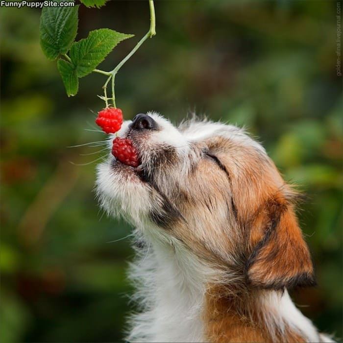 Eating All The Berries