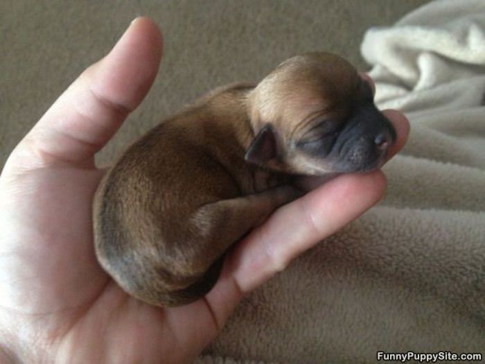 Ever So Tiny