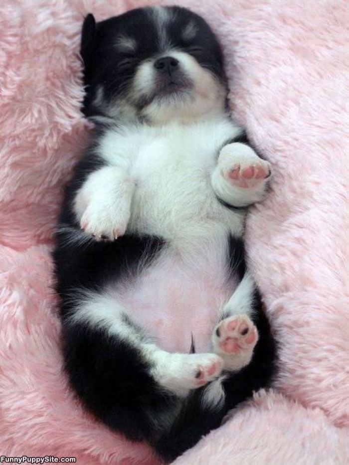 Excuse Me While I Sleep