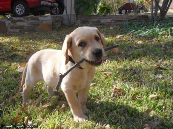 Fetched This Stick For You