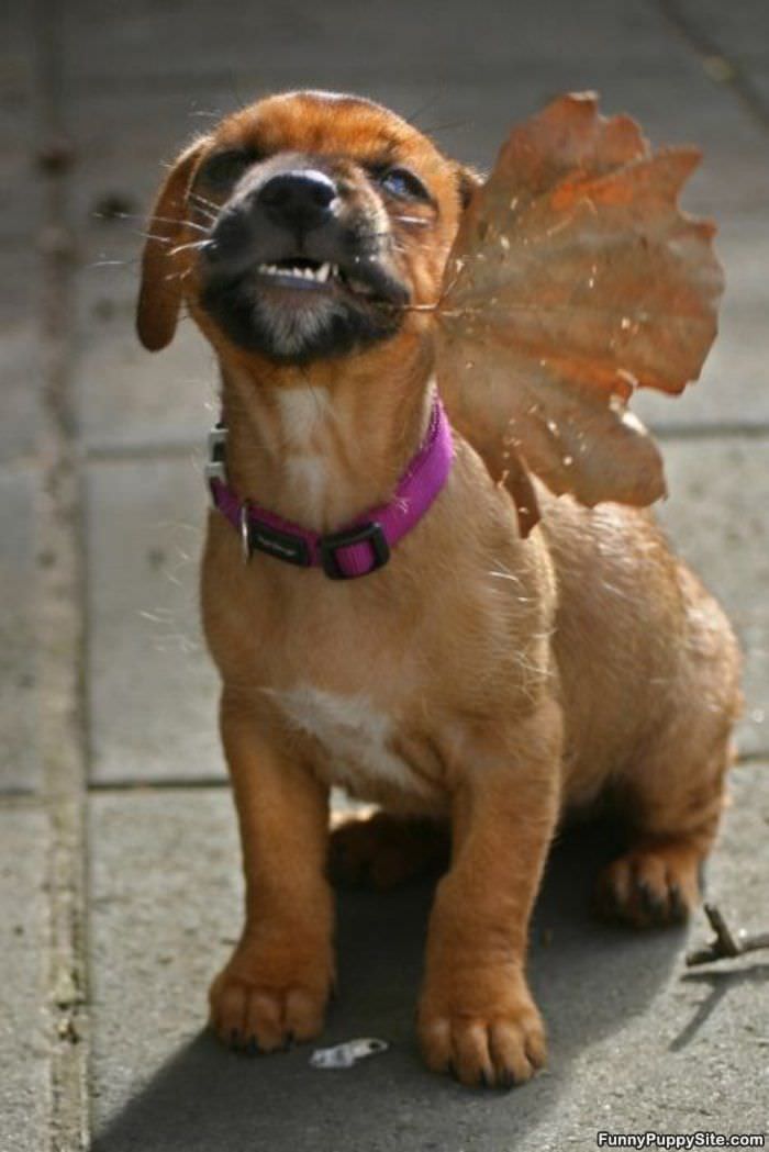 Fetched You A Leaf