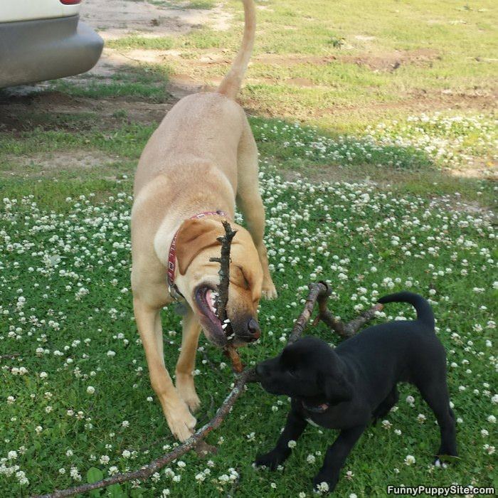 Fetching Stick