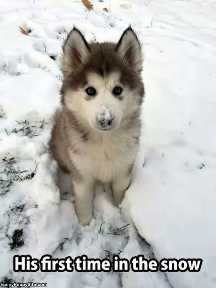 First Time In The Snow