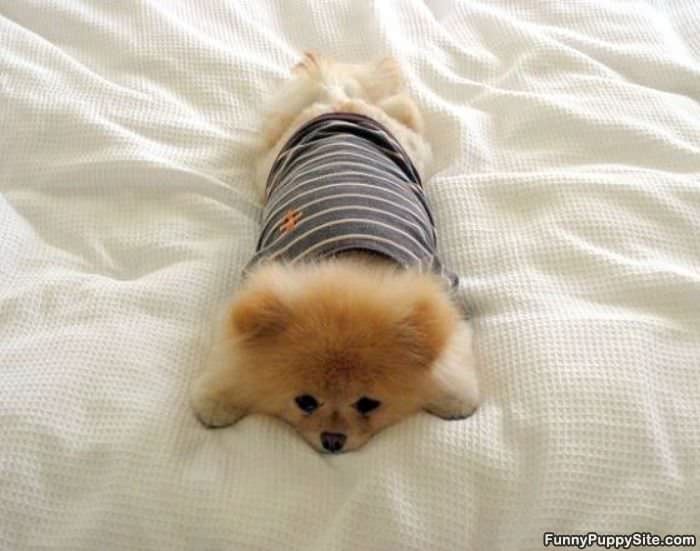 Flat Puppy