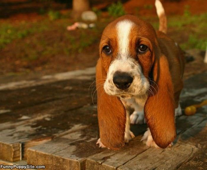 Floppy Puppy Ears
