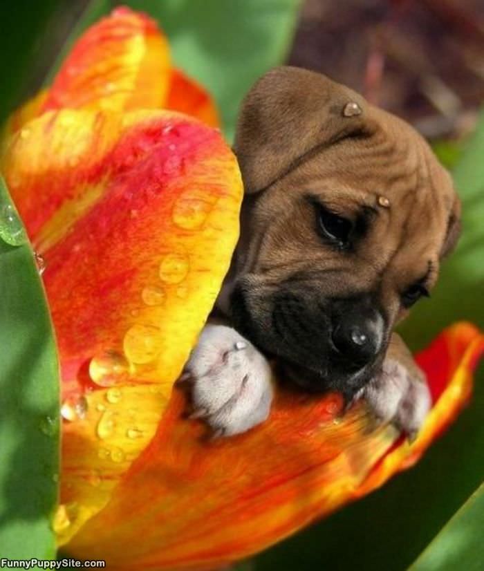 Flower Puppy Here