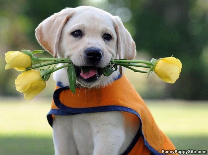 Flowers For You