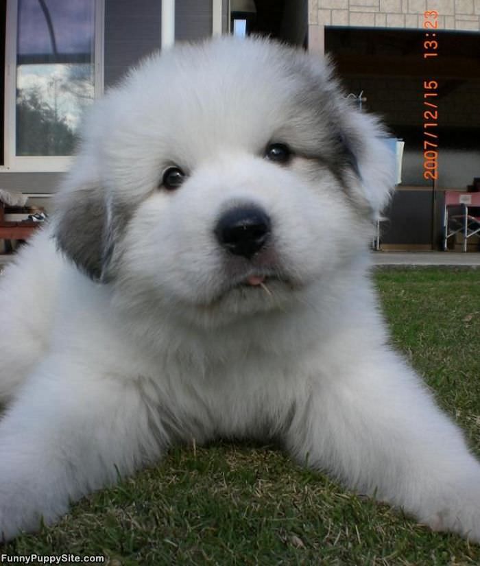 Fluffly Puppy