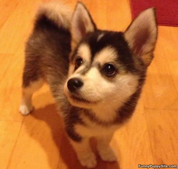 Fluffy Little Pup