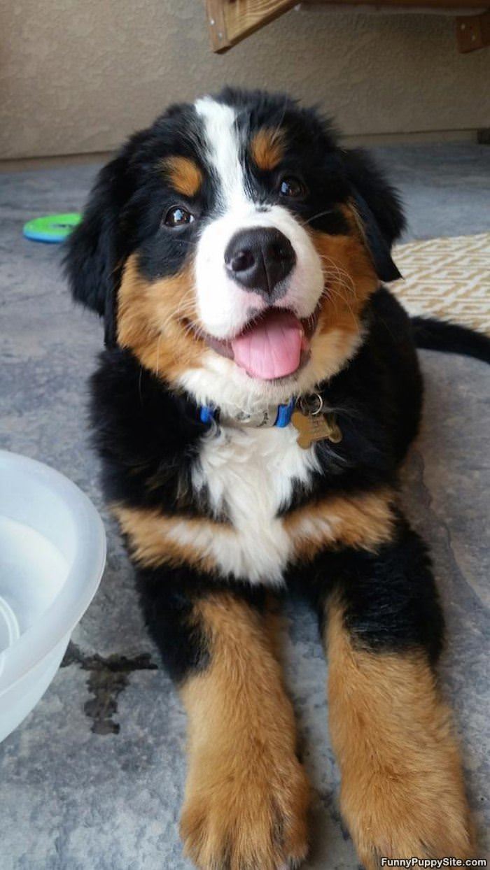 Fluffy Pup