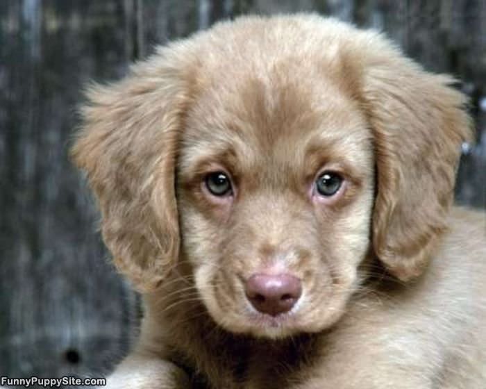 Fluffy Puppy Dog