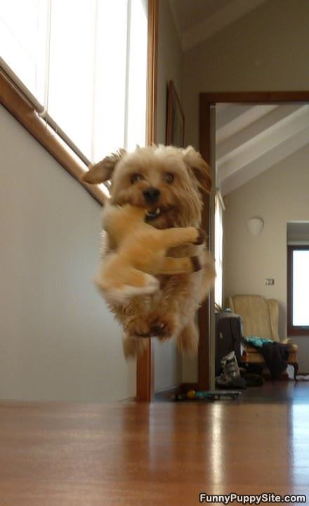 Flying Puppy