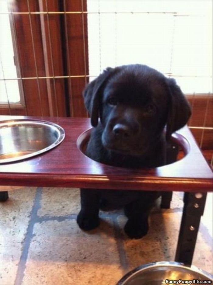 Food Goes Here Please