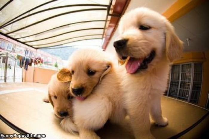 Funny Little Puppies