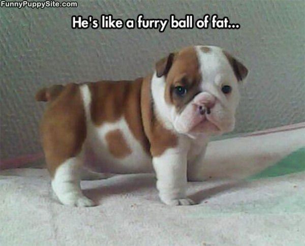 Furry Ball