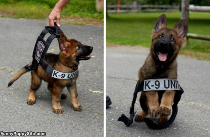 Future K9 Unit