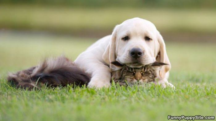 Get Off Me Dog