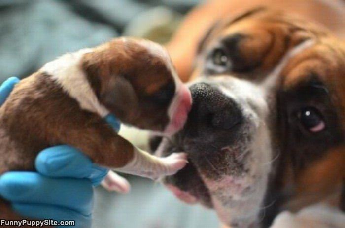 Give A Cute Little Kiss
