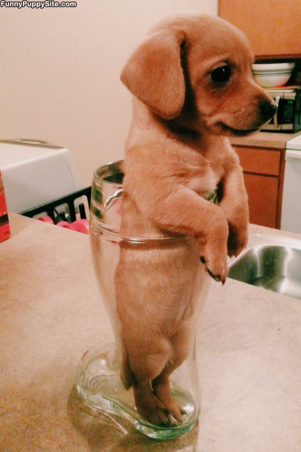 Glass Of Puppy
