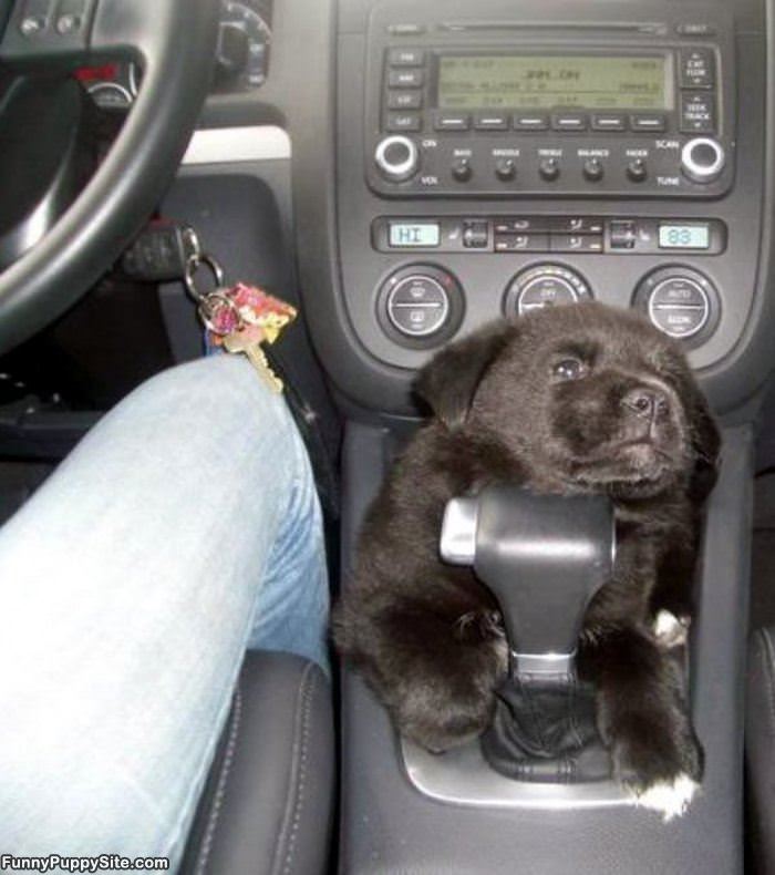 Going For A Ride