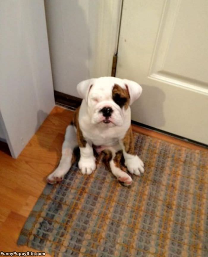 Goofy Puppy