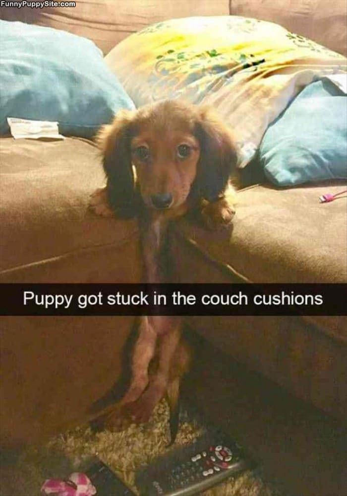 Got Stuck In The Couch