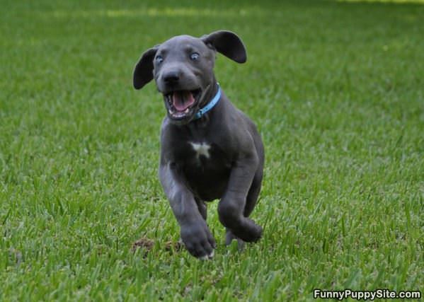 Great Dane Puppy Running