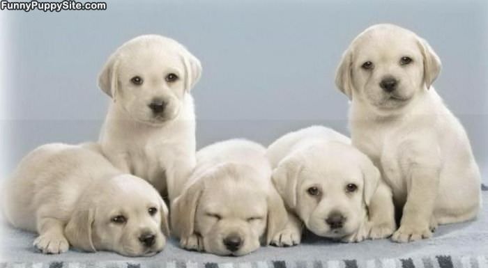 Group Of Cute Puppies