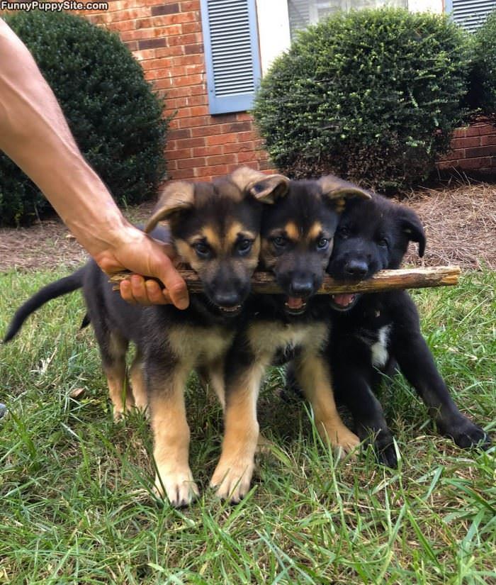 Grrr Give Me The Stick