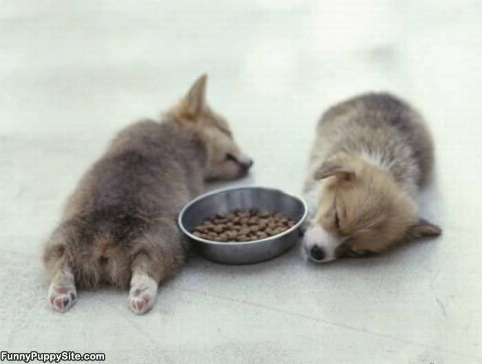 Guarding The Food