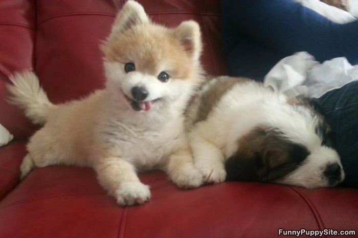 Hai Guys