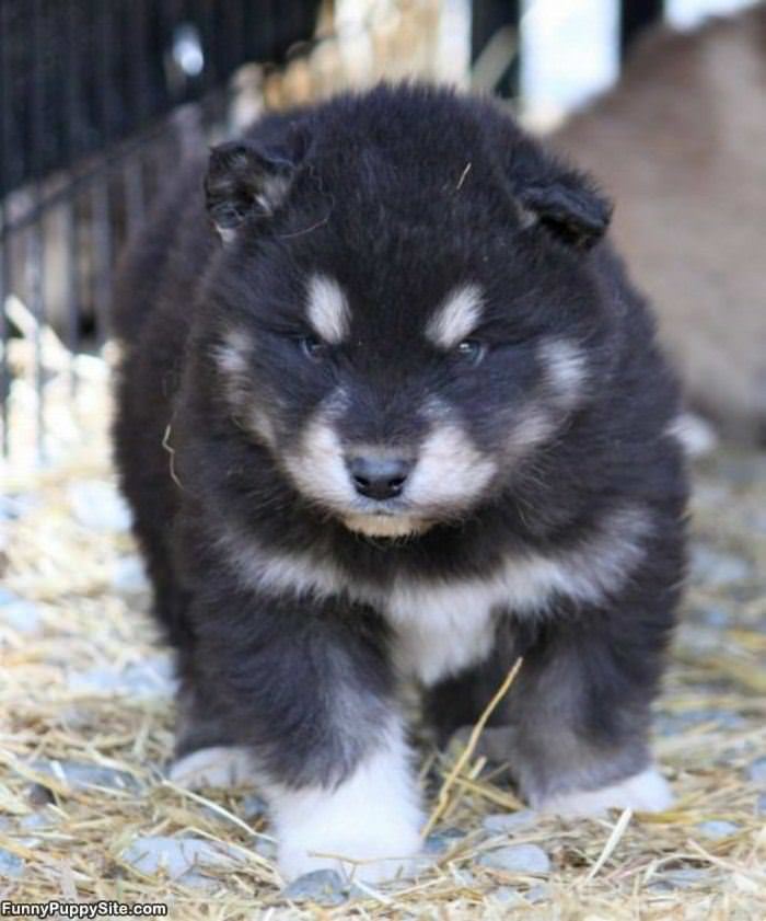 Half Puppy Half Bear