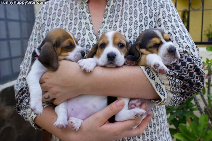Handful Of Pups