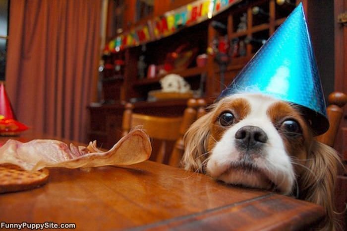 Happy Birthday Puppy
