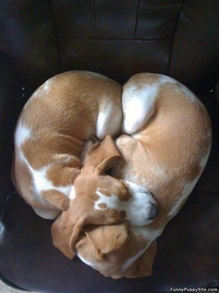 Heart Shaped Puppies