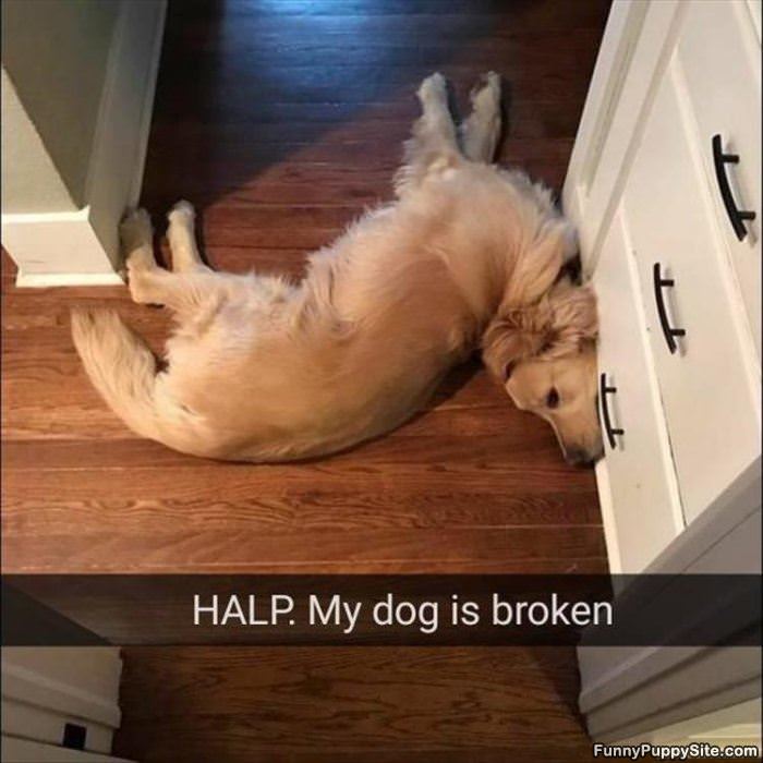 Help My Dog